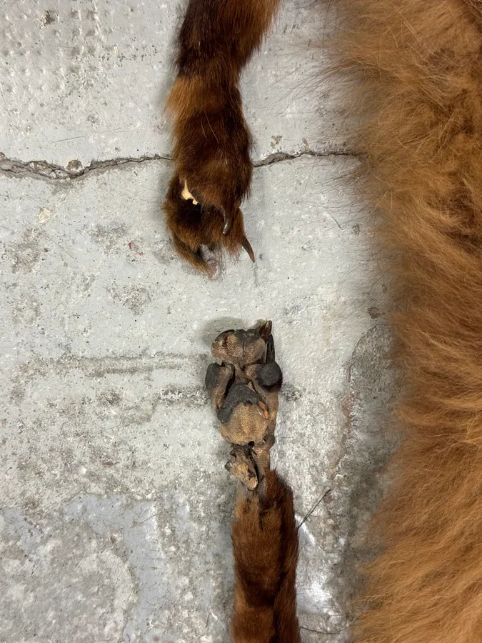 1980s Fox Full Brown Fur Scarf GlDGjsO 4