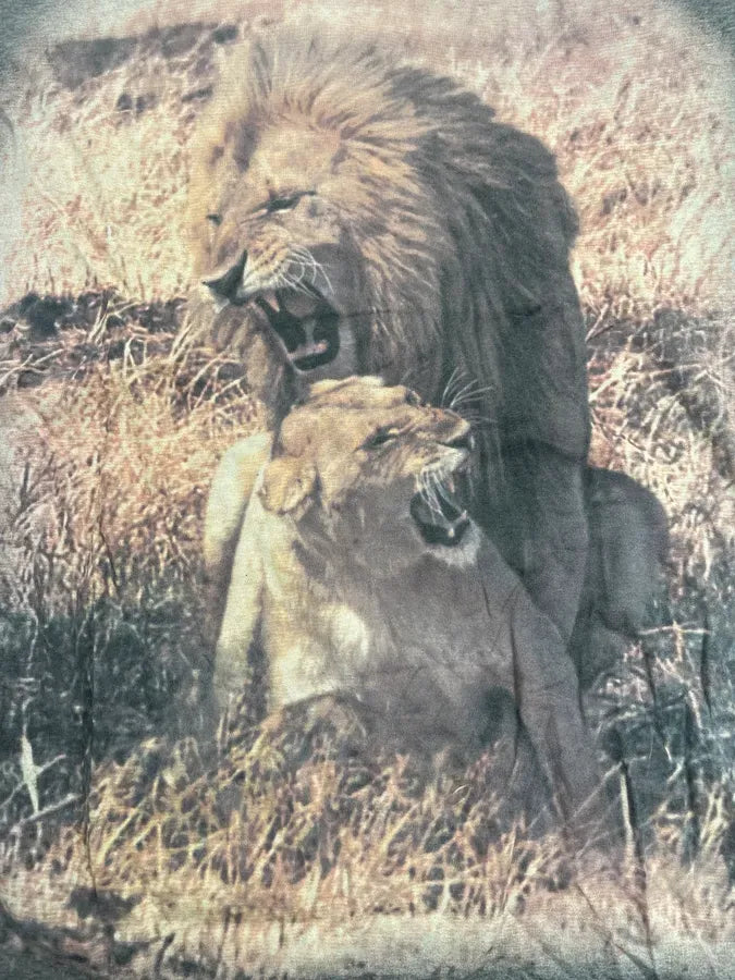 2000s Dolce & Gabbana Grey Lion Kenia Pleasure T-Shirt vtOSGPd 5