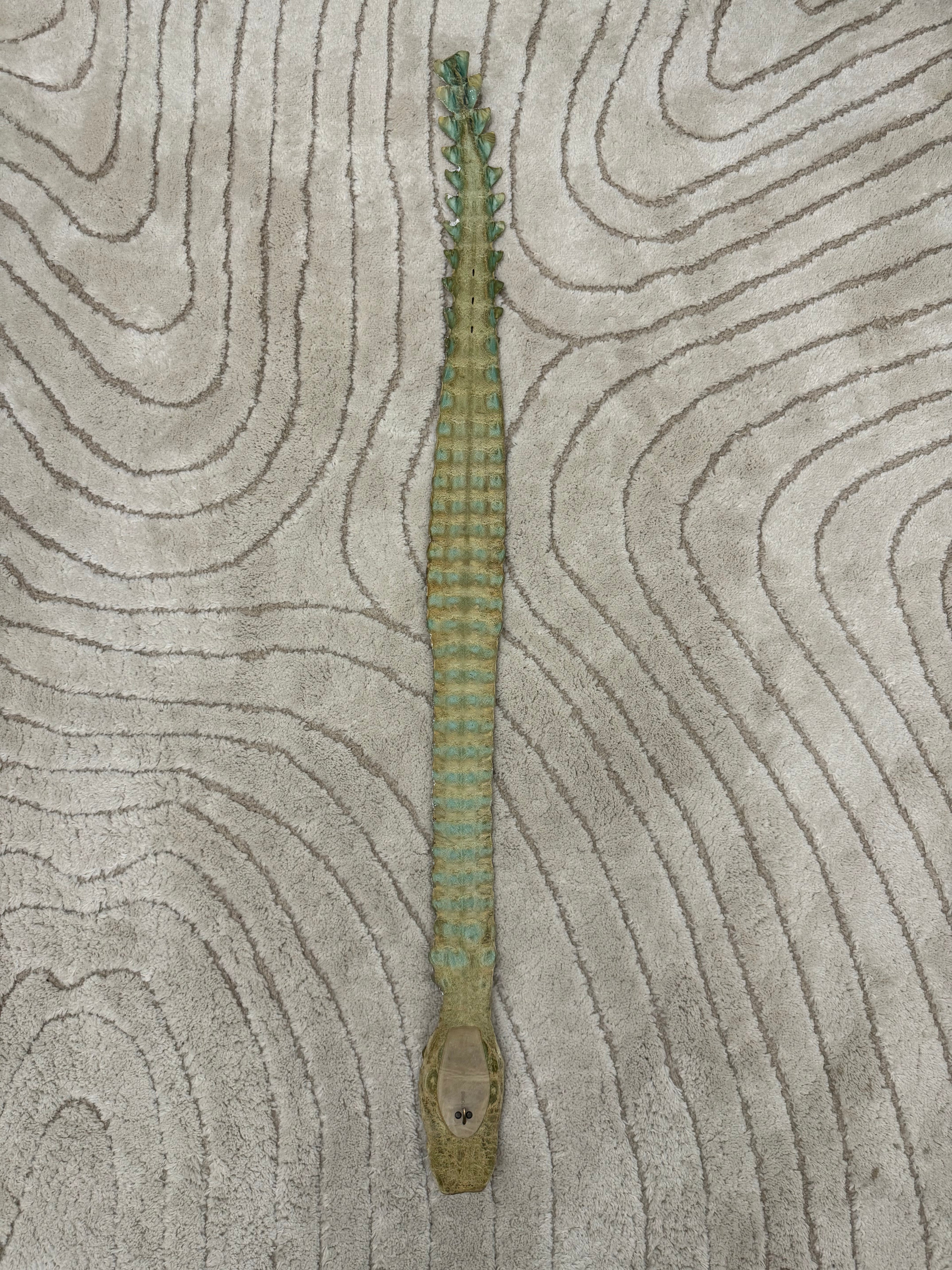 SS2005 Roberto Cavalli Sliver Crocodile Leather Belt